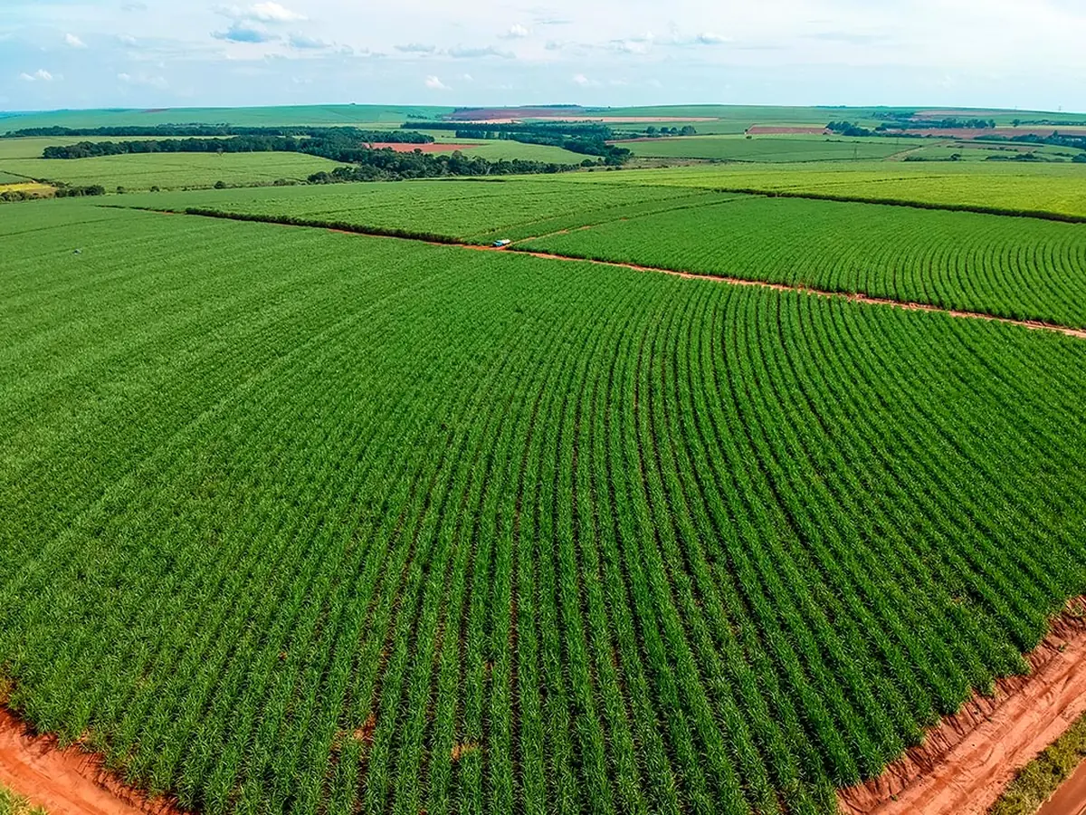Canavial brasileiro visto de cima